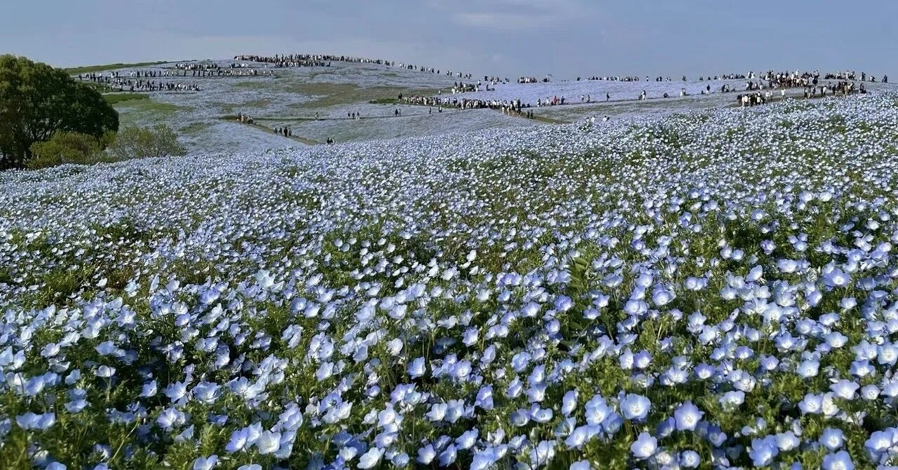 Hitachinaka | Ibaraki] A World of Flower Fields｜nano
