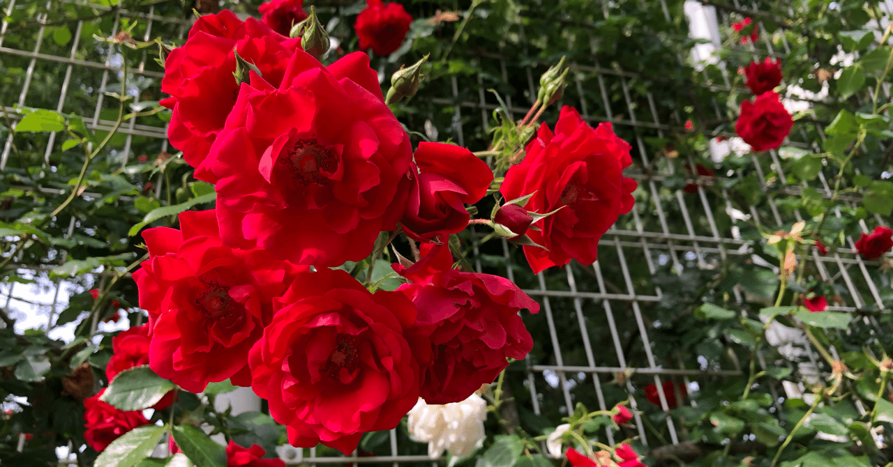 スキマスイッチについて 歌詞の魅力編 Dai Note