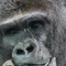 ハマゴリ