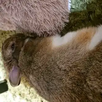 半こげ