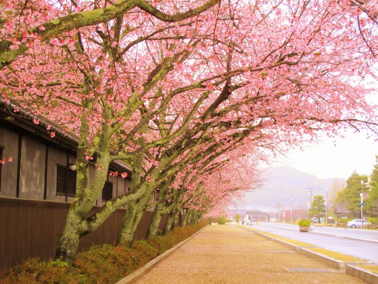 霧雨の中、咲き誇る桜。雨宿りしながら、道を歩く。