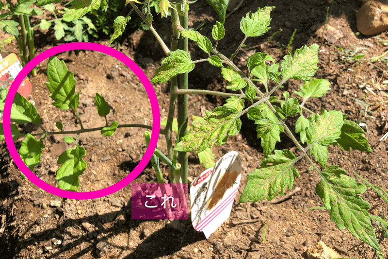 初めての野菜づくり パプリカとミニトマトの葉が上を向いている ぱんつちゃん Note