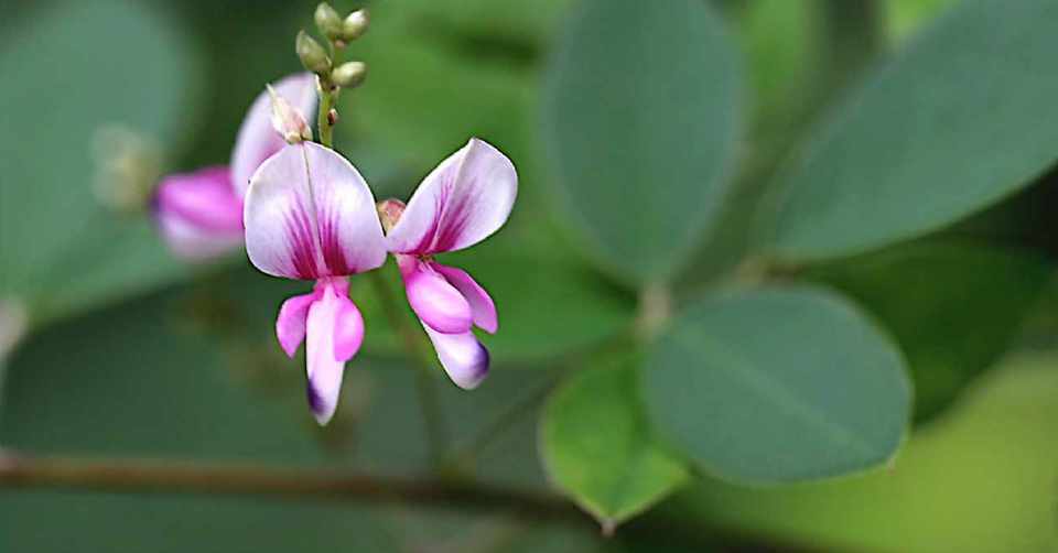 ハヤトウリ 花が咲かない