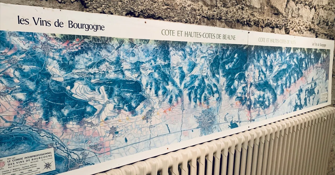 Cépage or Terroir｜2025/10/30｜Shoya Imai｜今井翔也