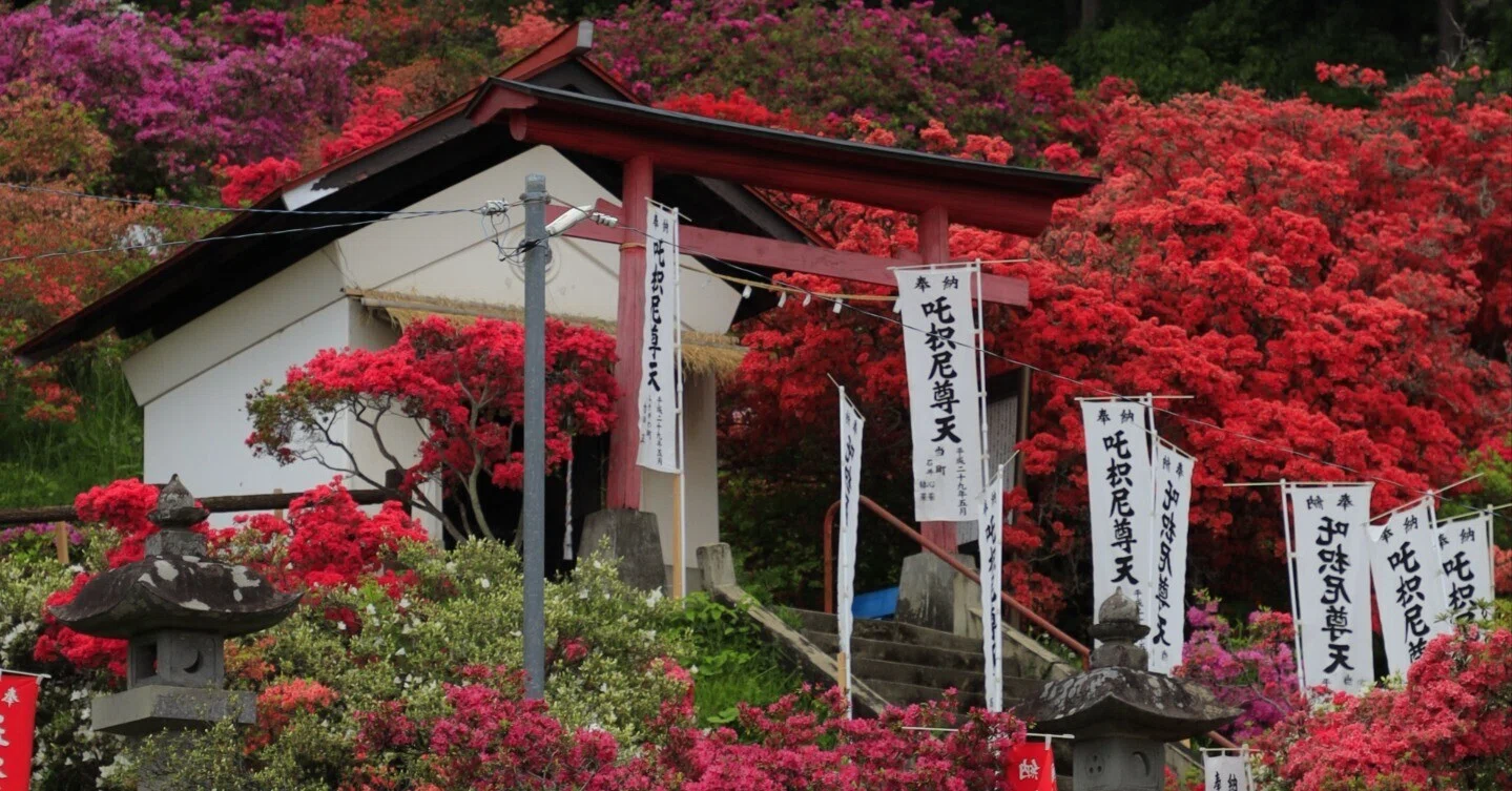 春の花、開花スピード速すぎ問題。藤とつつじを追いかけて群馬まで