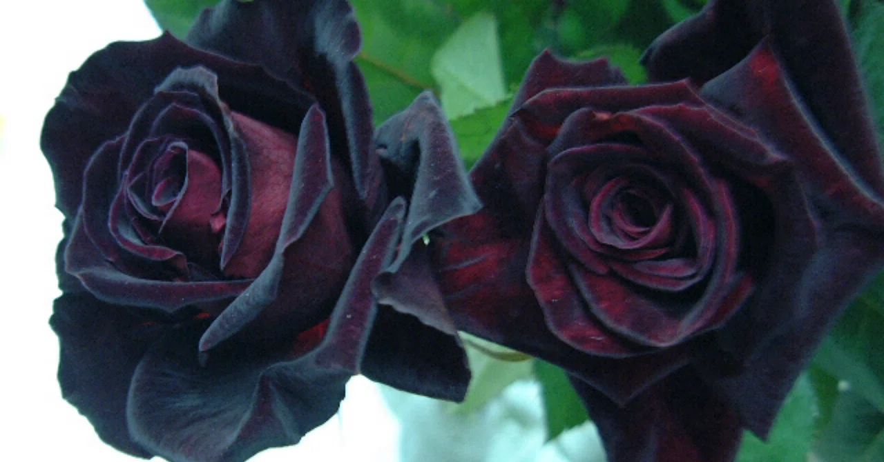 黒バラに魅了されて｜Tazzymazzy | 言葉の花束