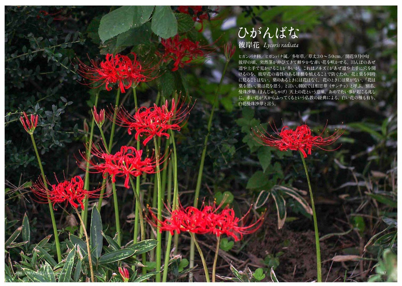 ひ の花 Taku Note