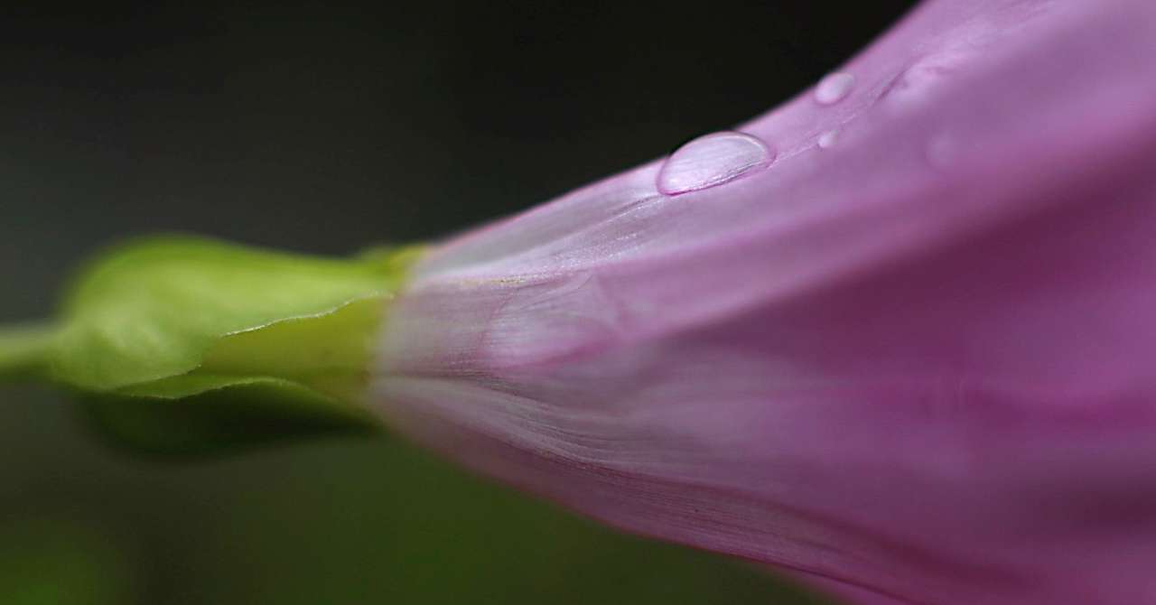 ひ の花 Taku Note
