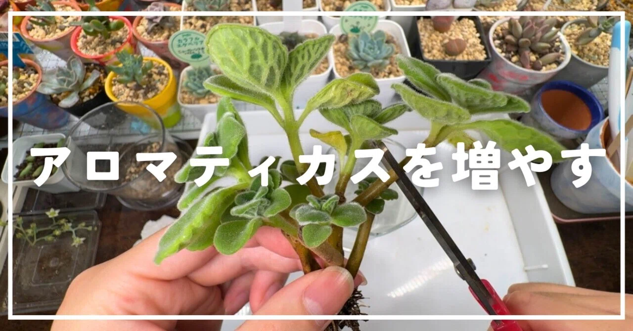 多肉植物】アロマティカスを増やしたい！｜ナカガワ|机で多肉育てる人