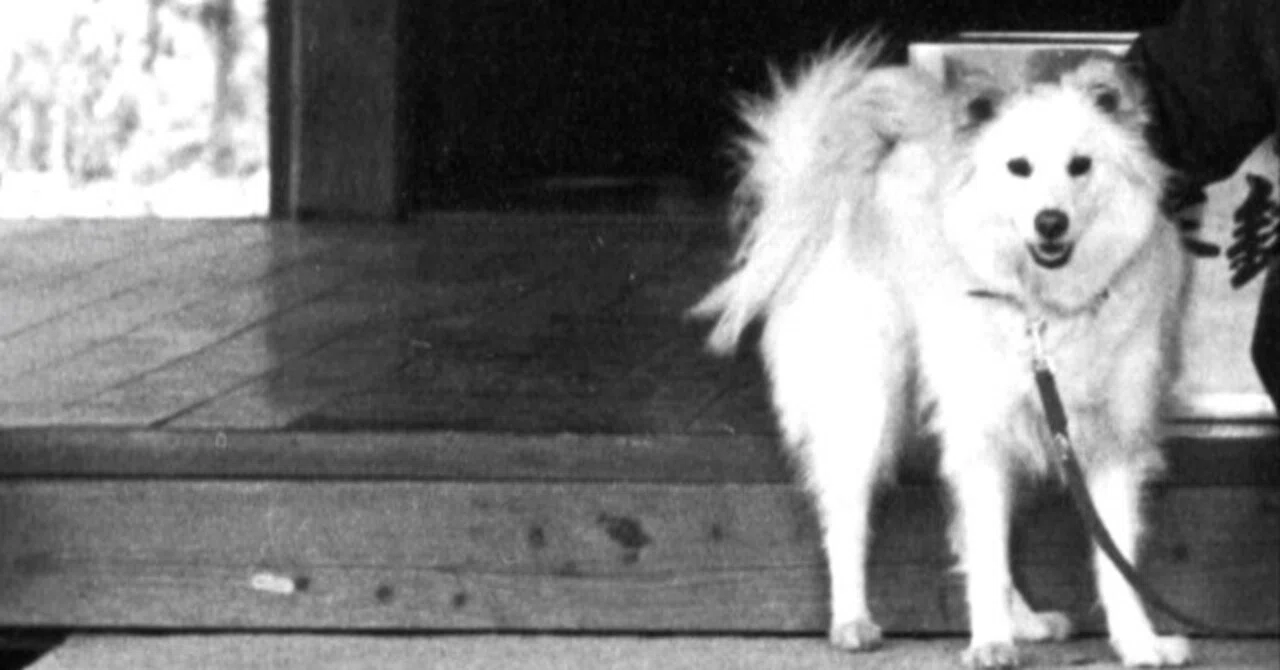 With a Dog」 忠犬｜Rabi Sato