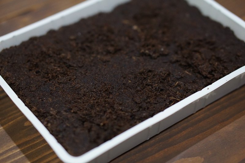 伝説の植物マンドレイクを育ててみる 貪欲東京 Note