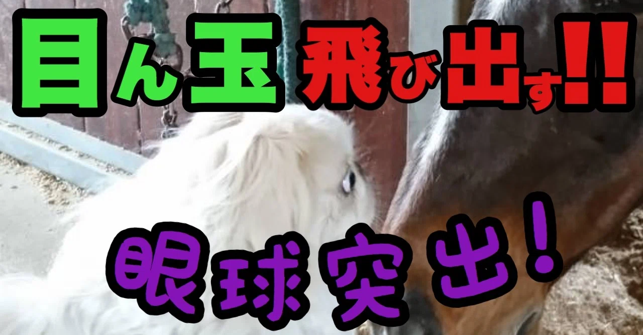 目ん玉飛び出す 眼球突出の対処法 ドッグライフサポーター 獅子パパ Note