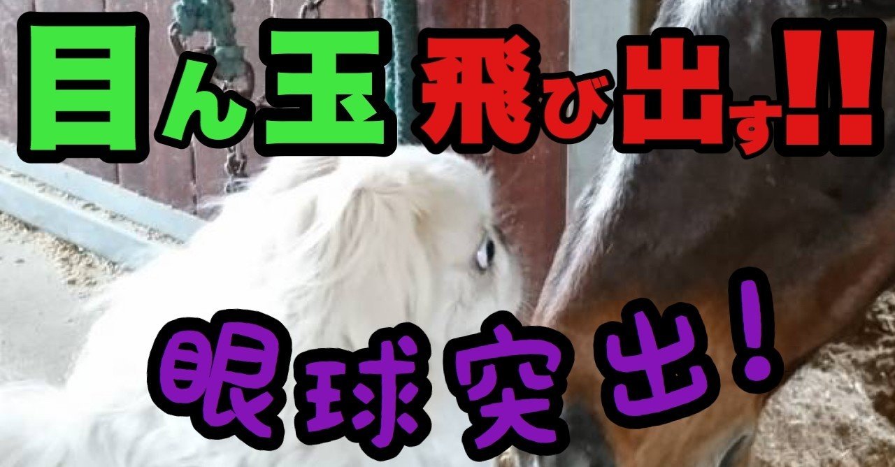 目ん玉飛び出す 眼球突出の対処法 ドッグライフサポーター 獅子パパ Note