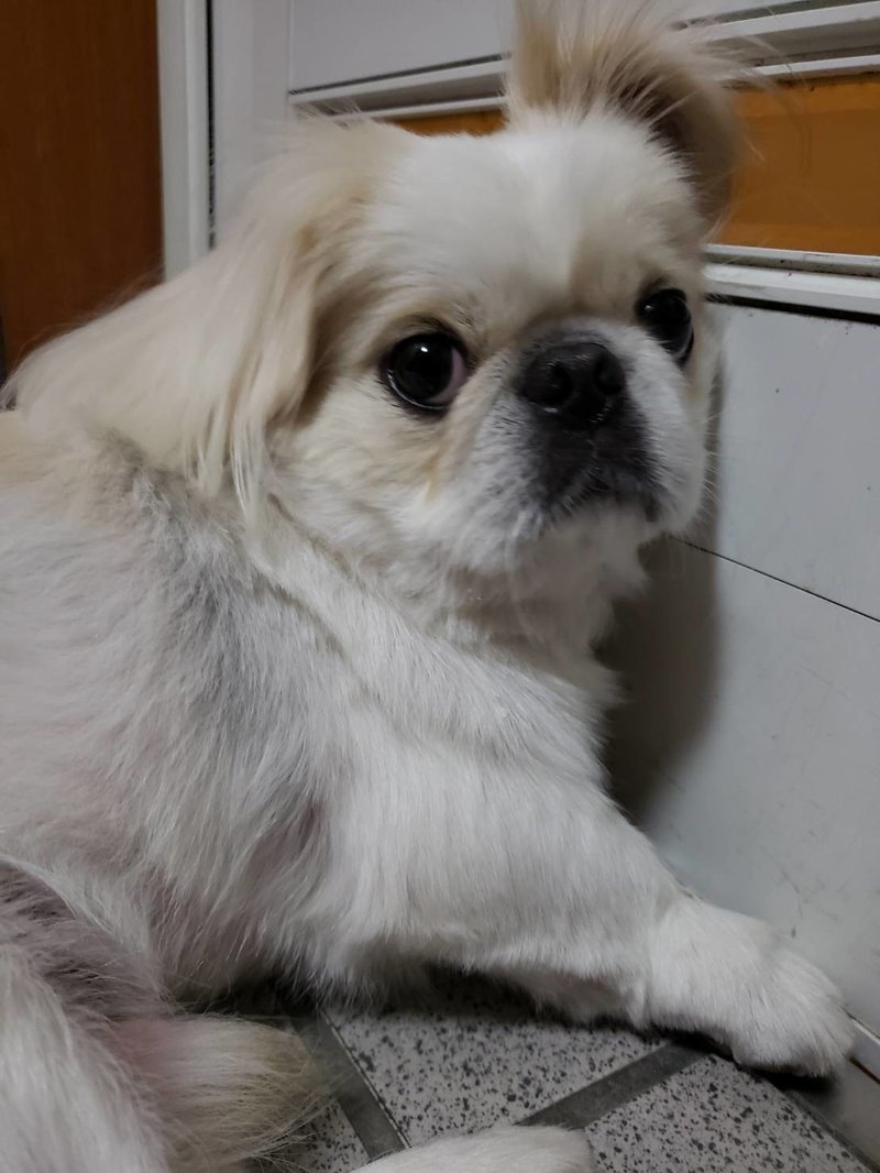 目ん玉飛び出す 眼球突出の対処法 ドッグライフサポーター 獅子パパ Note