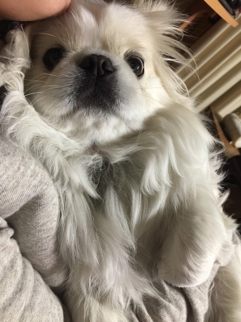 目ん玉飛び出す 眼球突出の対処法 ドッグライフサポーター 獅子パパ Note