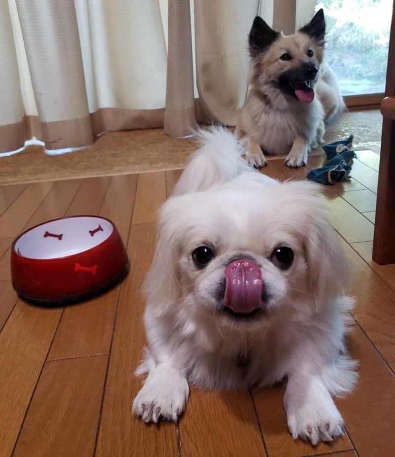 目ん玉飛び出す 眼球突出の対処法 ドッグライフサポーター 獅子パパ Note