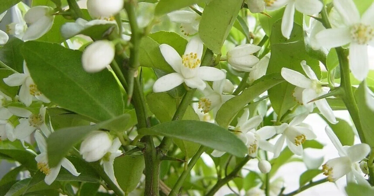 ミカンの花が咲いています｜くろうさぎ