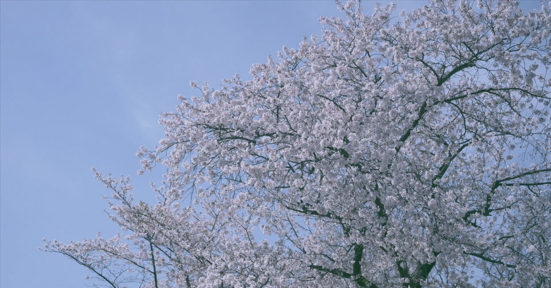 Zfcで撮る vol.2「桜×ノスタルジー」全11枚 作例集｜NIKKOR Z28mm f