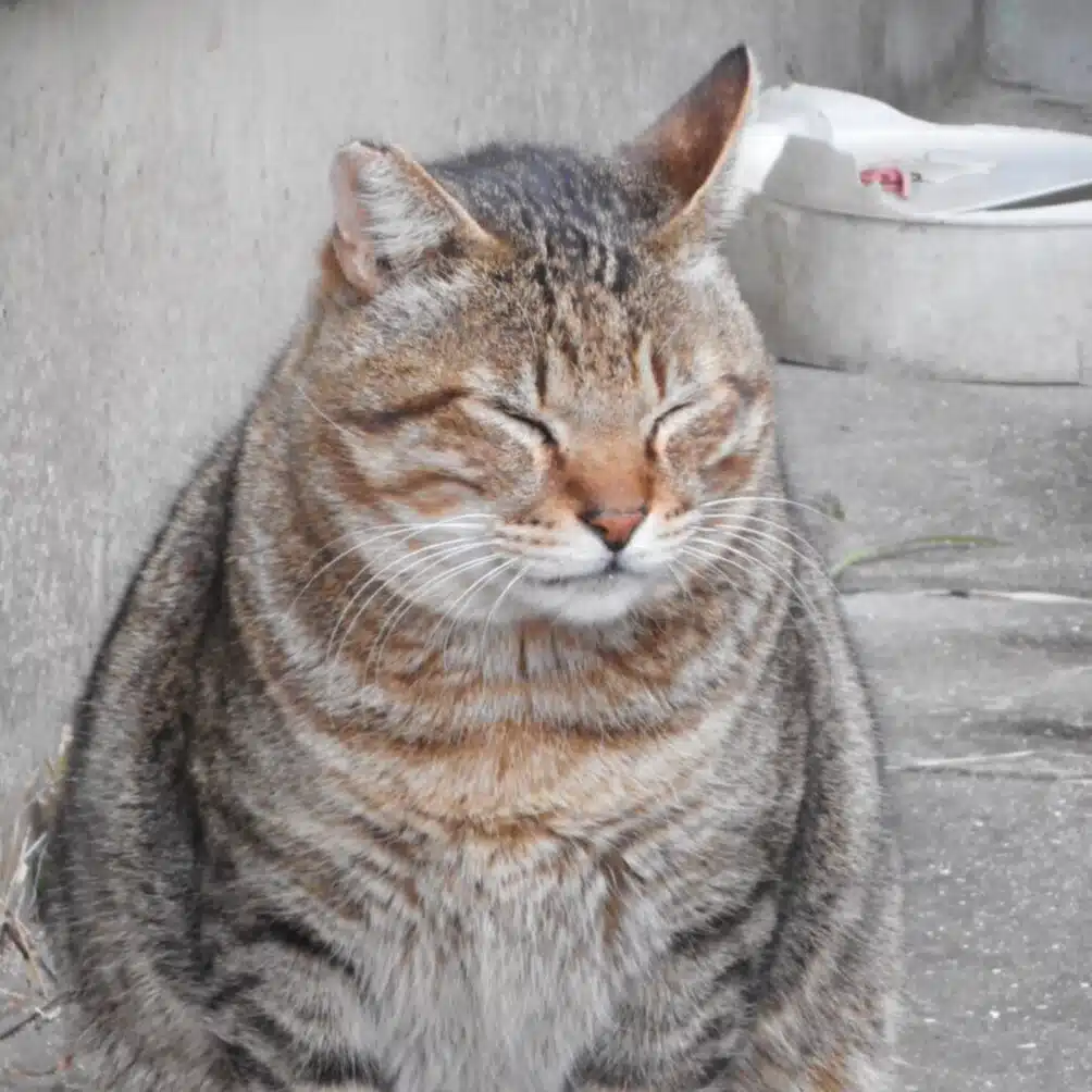 にゃんこ