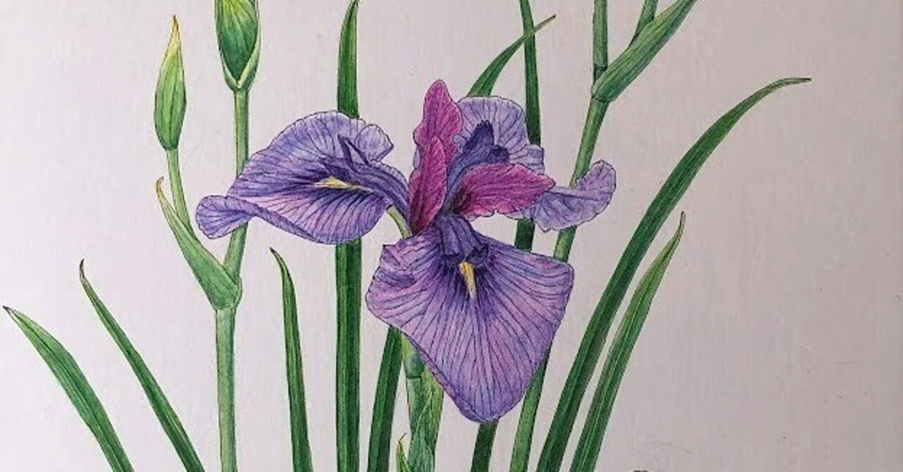 植物画・ボタニカルアート】ハナショウブは水のほとりに涼やかに咲く