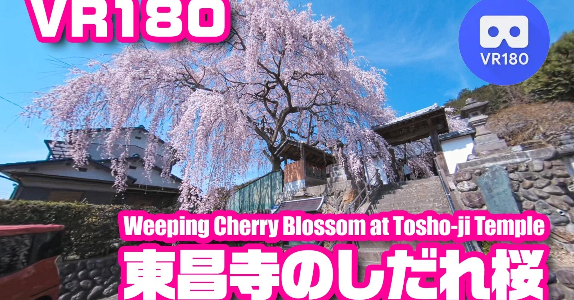 YouTube】[VR180] Weeping Cherry Blossom at Tosho-ji Temple, JAPAN
