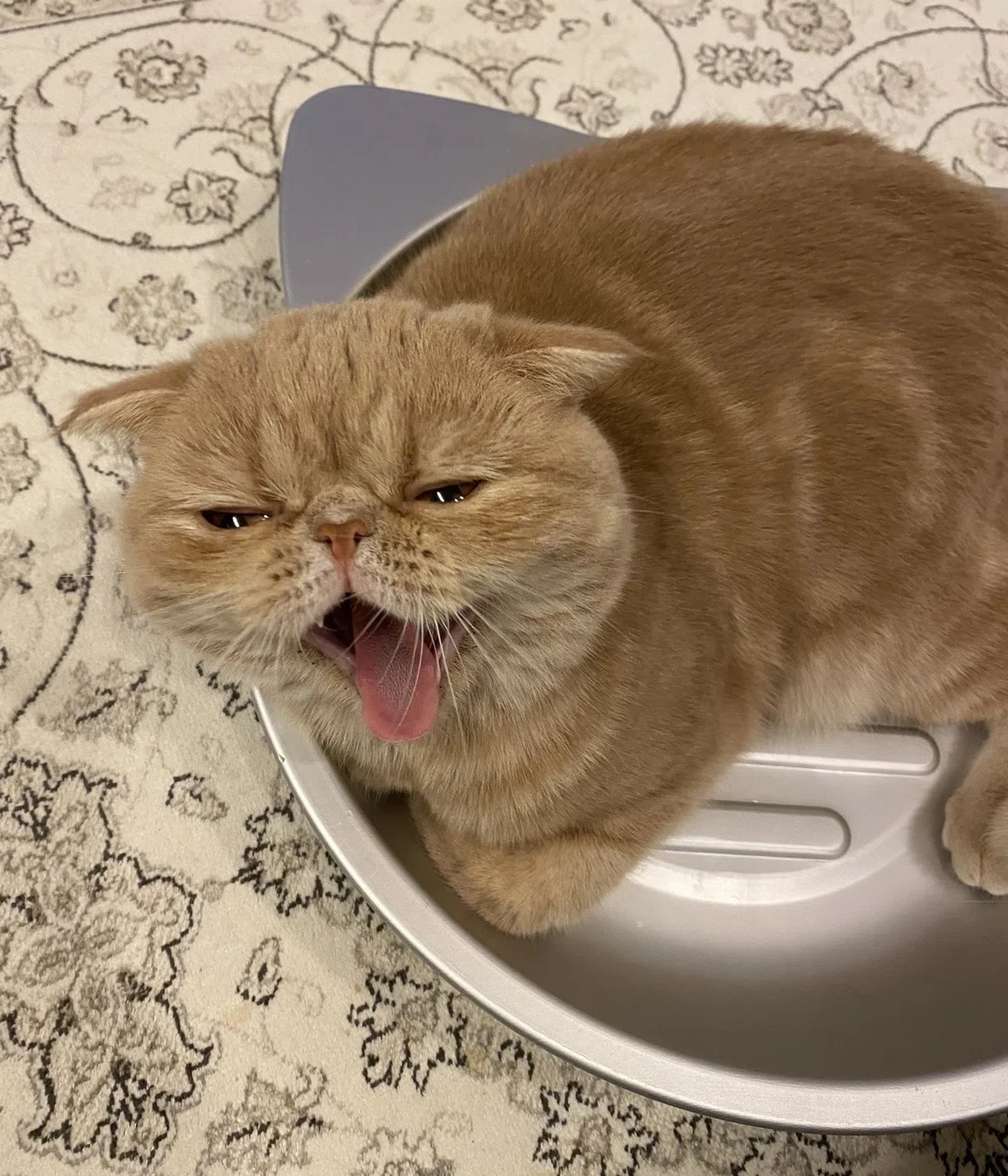 画像5