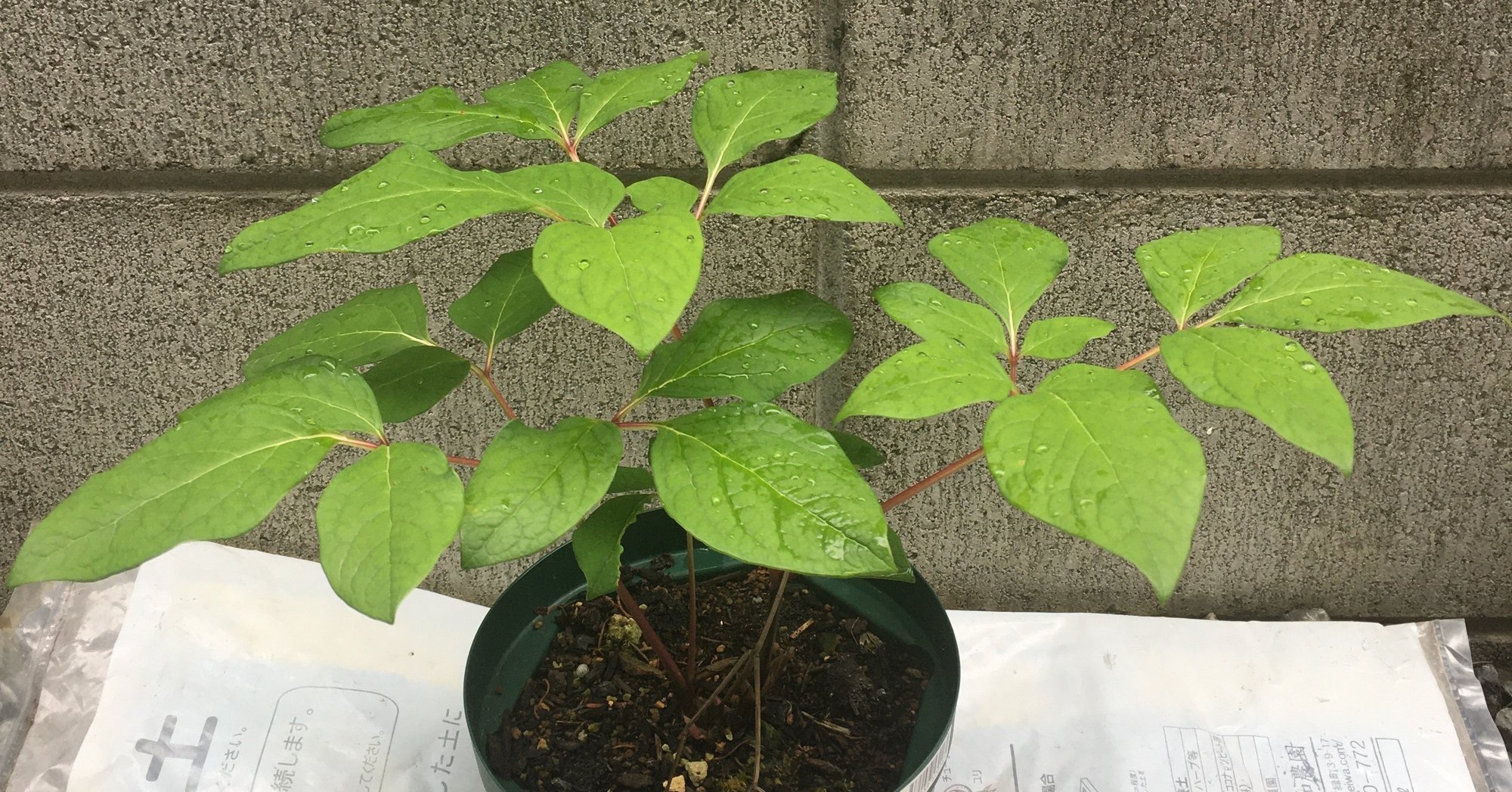 ヤマシャクヤクとベニバナ の成長比較 和花奈の種から栽培 Note ヤマシャクヤクとベニバナ の成長比較 和花奈の種から栽培 Note