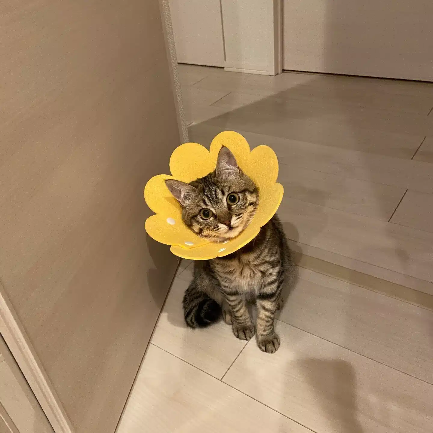 HARU