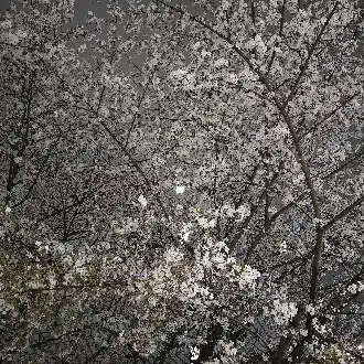 よしひ