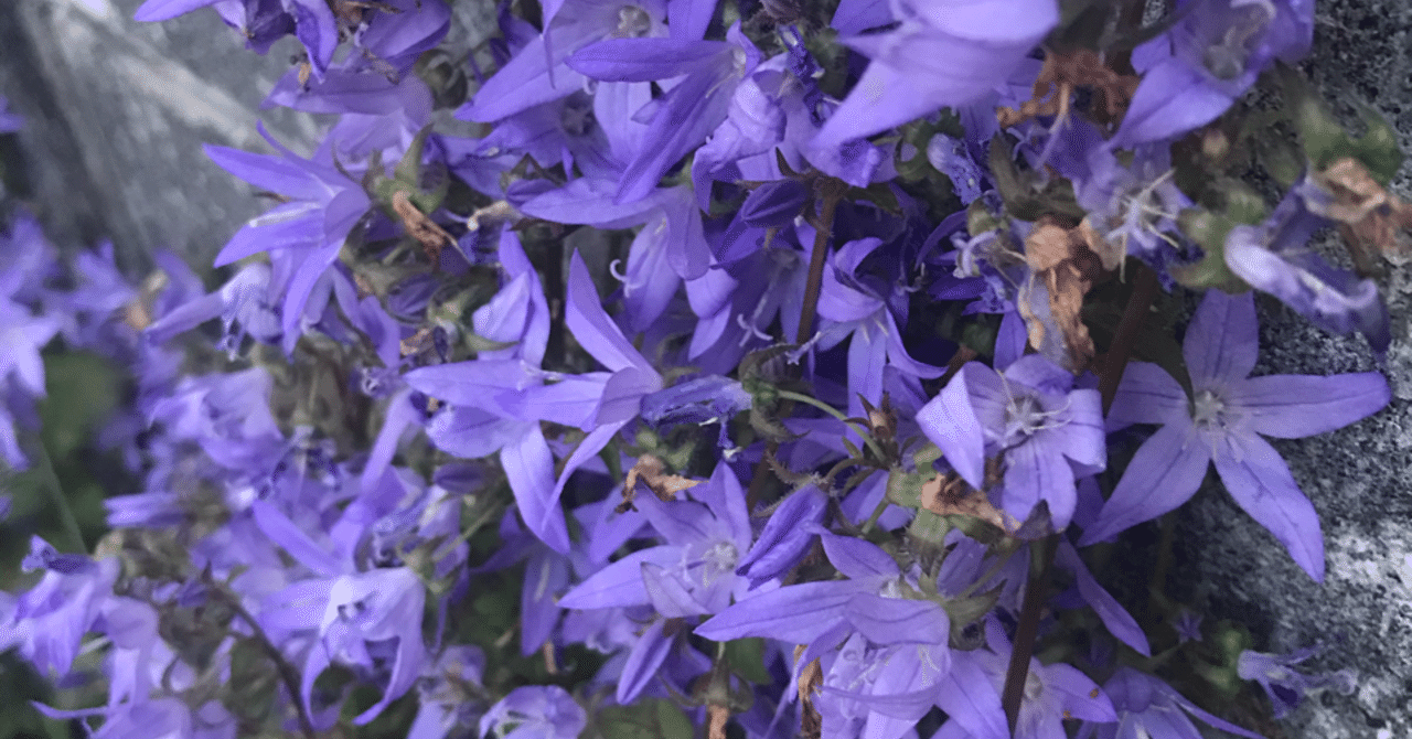 優しい人と怒らない人は違う パーカーくんの記事を読んで はっち note