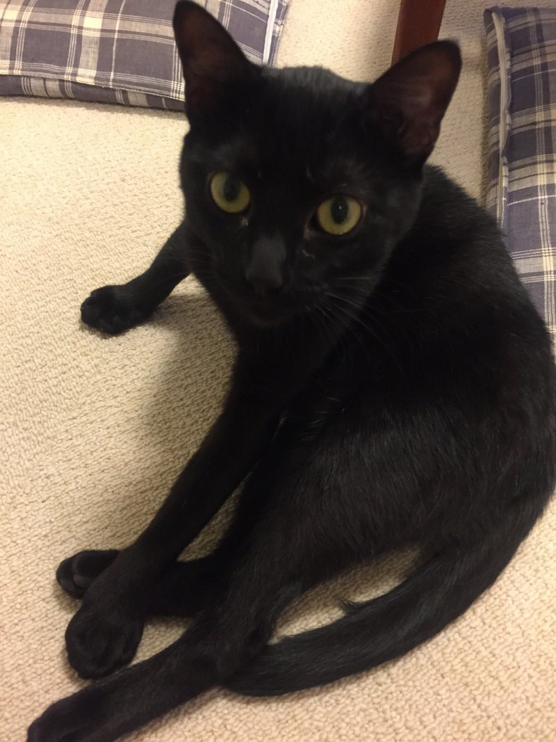 うちには2匹猫がいる ナミ先生 数秘術 天ジュラム あなたの こうしたい をキャッチする現実化ナビゲーター Note うちには2匹猫がいる ナミ先生 数秘術 天ジュラム あなたの こうしたい をキャッチする現実化ナビゲーター Note