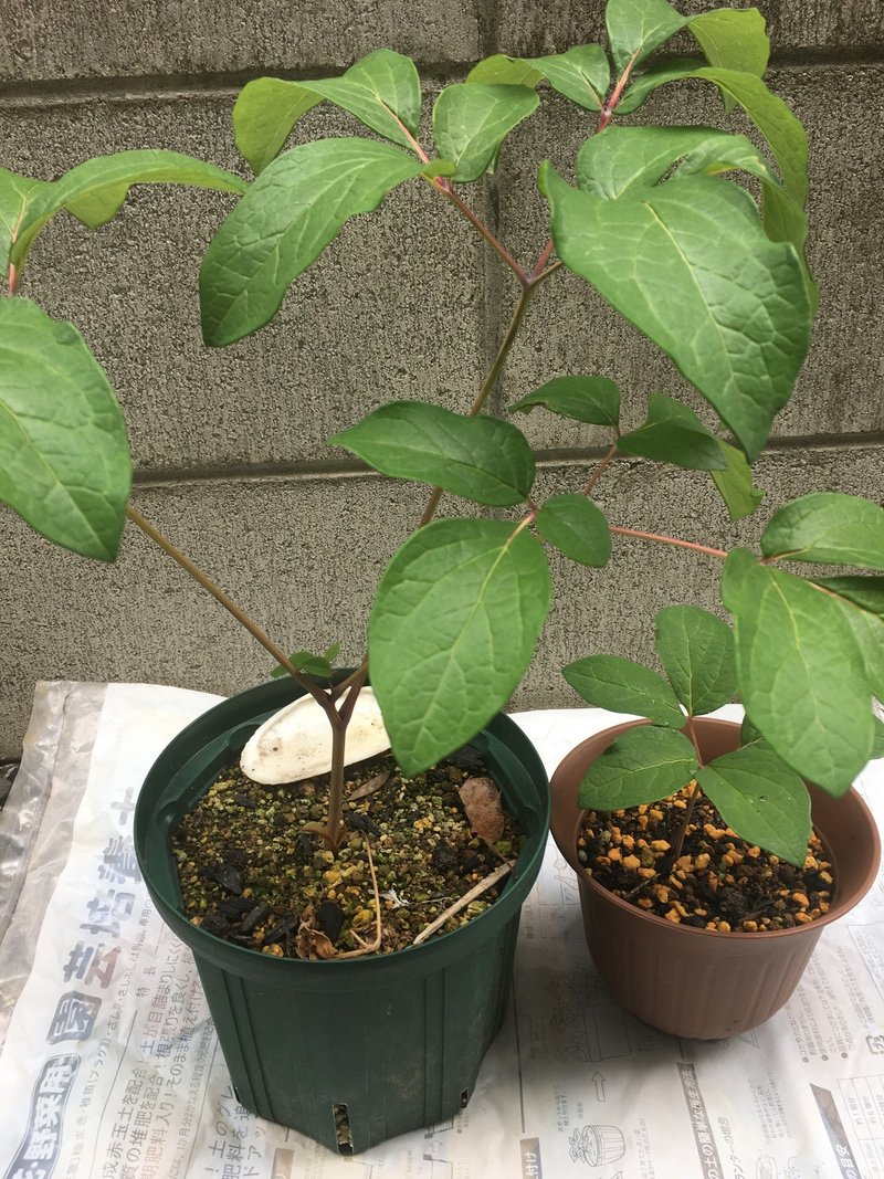 ヤマシャクヤクとベニバナ の成長比較 和花奈の種から栽培 Note ヤマシャクヤクとベニバナ の成長比較 和花奈の種から栽培 Note