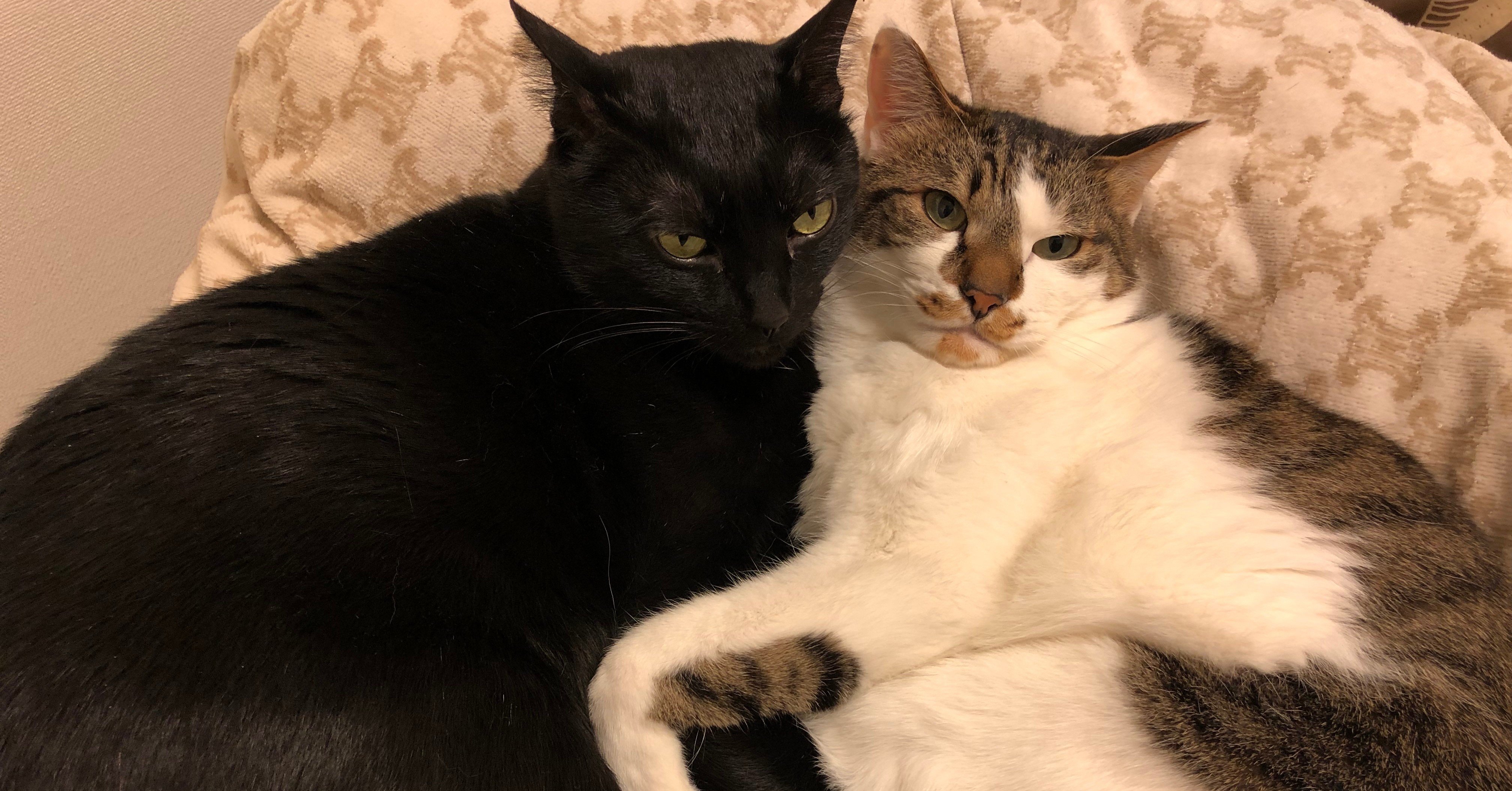 うちには2匹猫がいる ナミ先生 数秘術 天ジュラム あなたの こうしたい をキャッチする現実化ナビゲーター Note うちには2匹猫がいる ナミ先生 数秘術 天ジュラム あなたの こうしたい をキャッチする現実化ナビゲーター Note