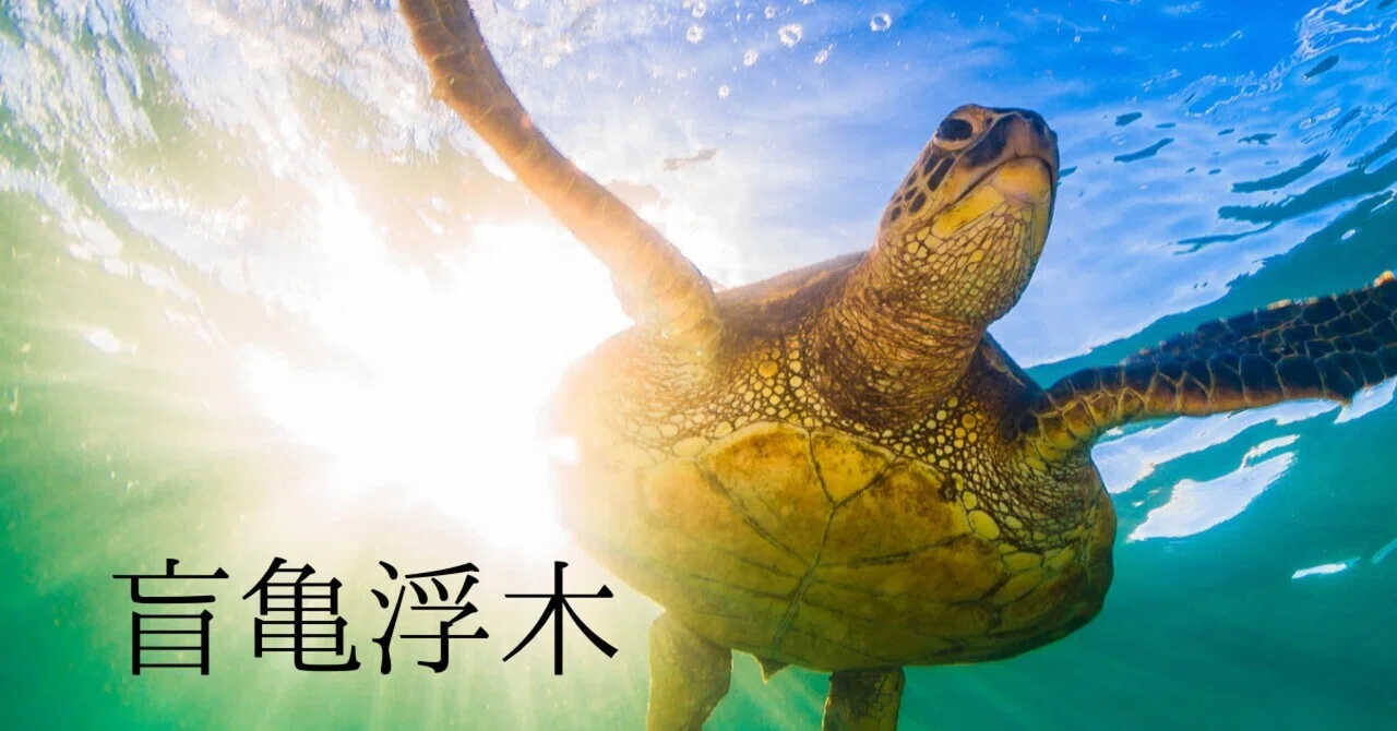 「盲亀浮木」――あなたが今日、そこにいるという奇跡について|遠藤千夏子|観相鑑定師