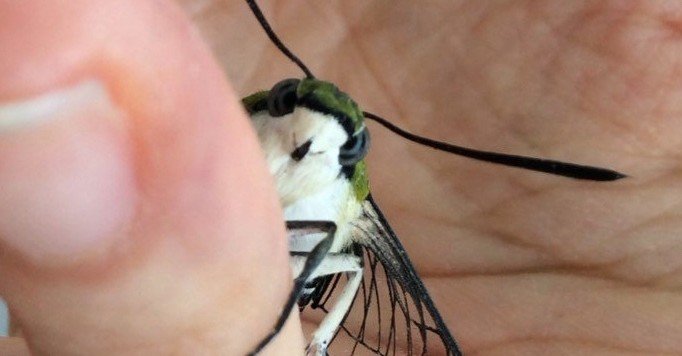 オオスカシバを育てたら天使が羽化した もやにゃん Note オオスカシバを育てたら天使が羽化した もやにゃん Note