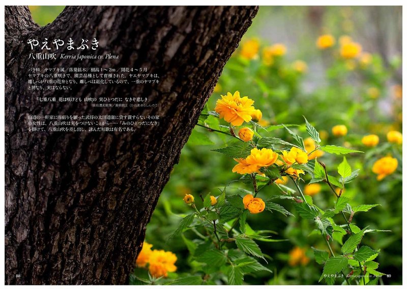 や の花 Taku Note