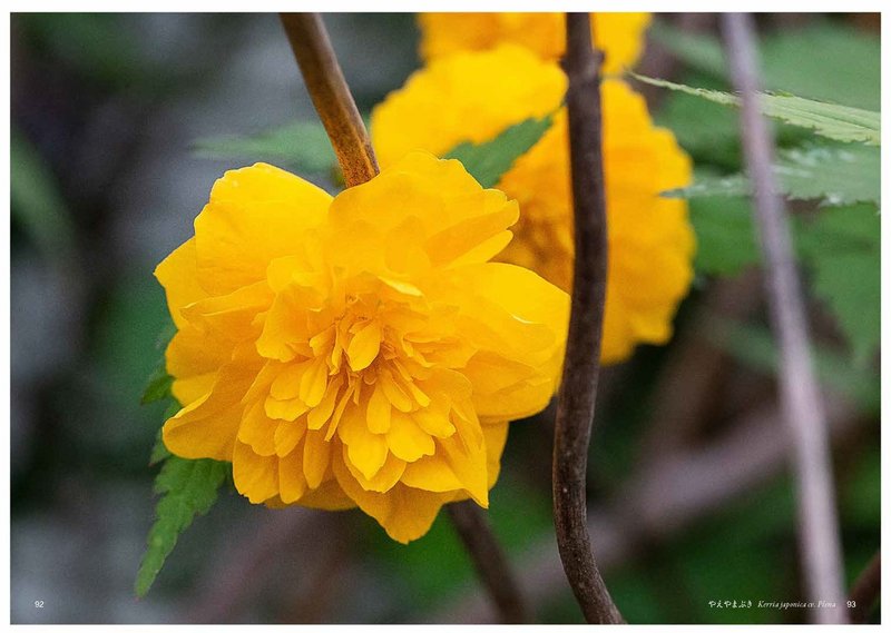 や の花 Taku Note