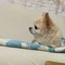 ことん．