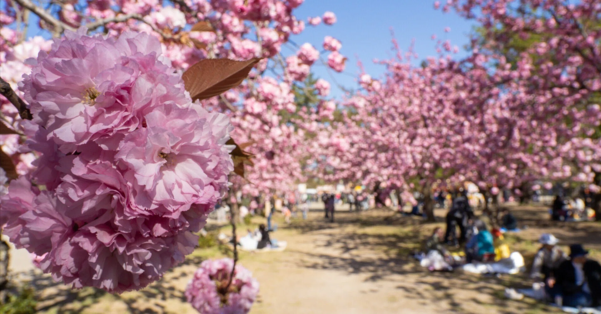 八重桜系が咲き乱れる4月29日の弘前公園（OM-D E-M5 MarkⅢ
