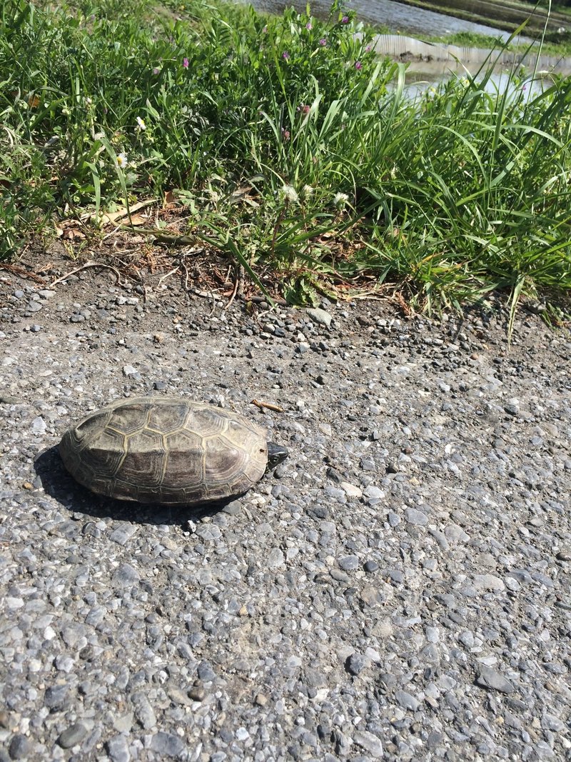 そのカメ 本当に迷子ですか 翔一 Note