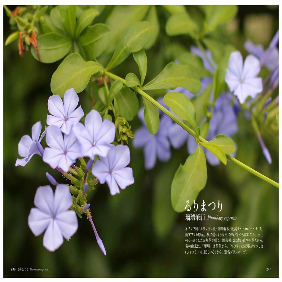 よ ら る れ ろ わ の花 Taku Note