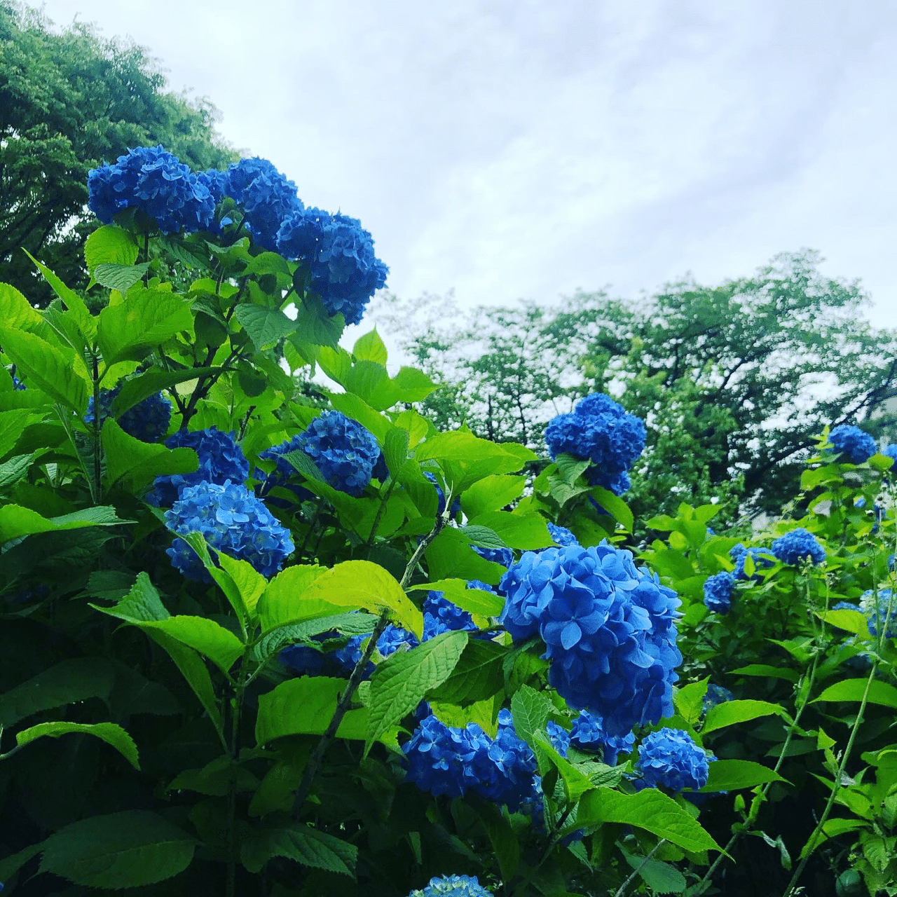 紫陽花群 雨を乞う 藤原ルイボス Note 紫陽花群 雨を乞う 藤原ルイボス Note