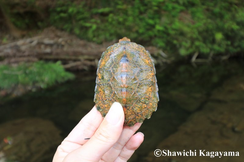 そのカメ 本当に迷子ですか 翔一 Note そのカメ 本当に迷子ですか 翔一 Note
