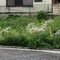 イナモト