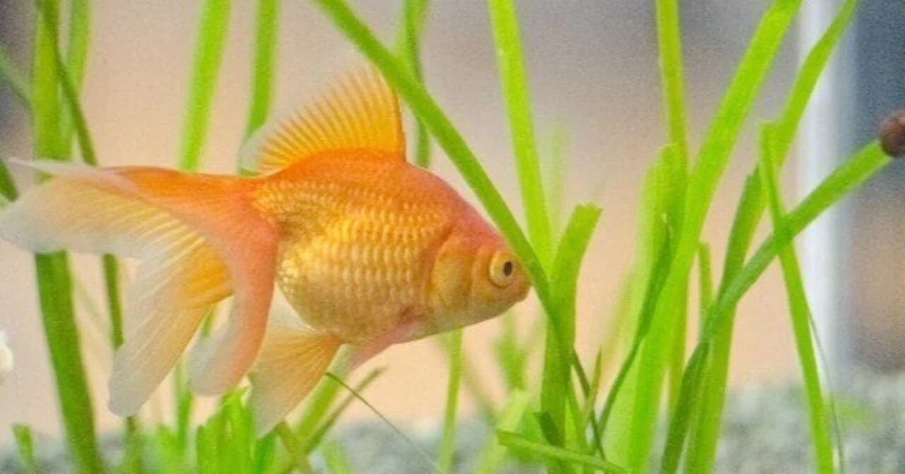 金魚運動マシンで血行促進・むくみや水太りにも｜枡隆太