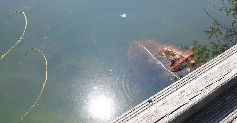 誘引罠を用いたカメの捕獲と注意点 翔一 note