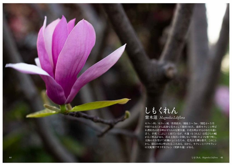 め も の花 Taku Note め も の花 Taku Note