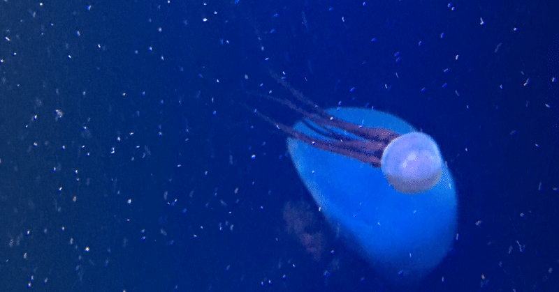 映画 ナビゲーター とzilch electric cucumber oke note