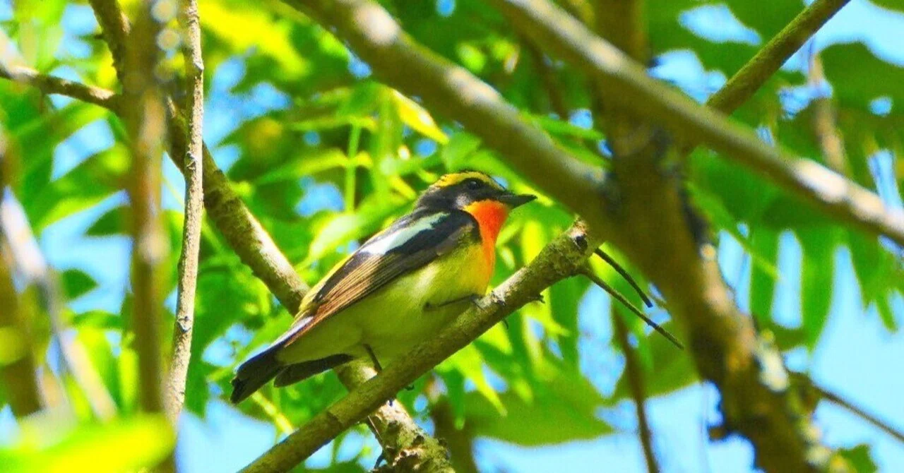 夏鳥探しに里山での撮影、キビタキのオス。｜z120