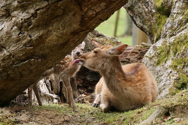 奈良と鹿とのかかわりかた 忠内香織 Note